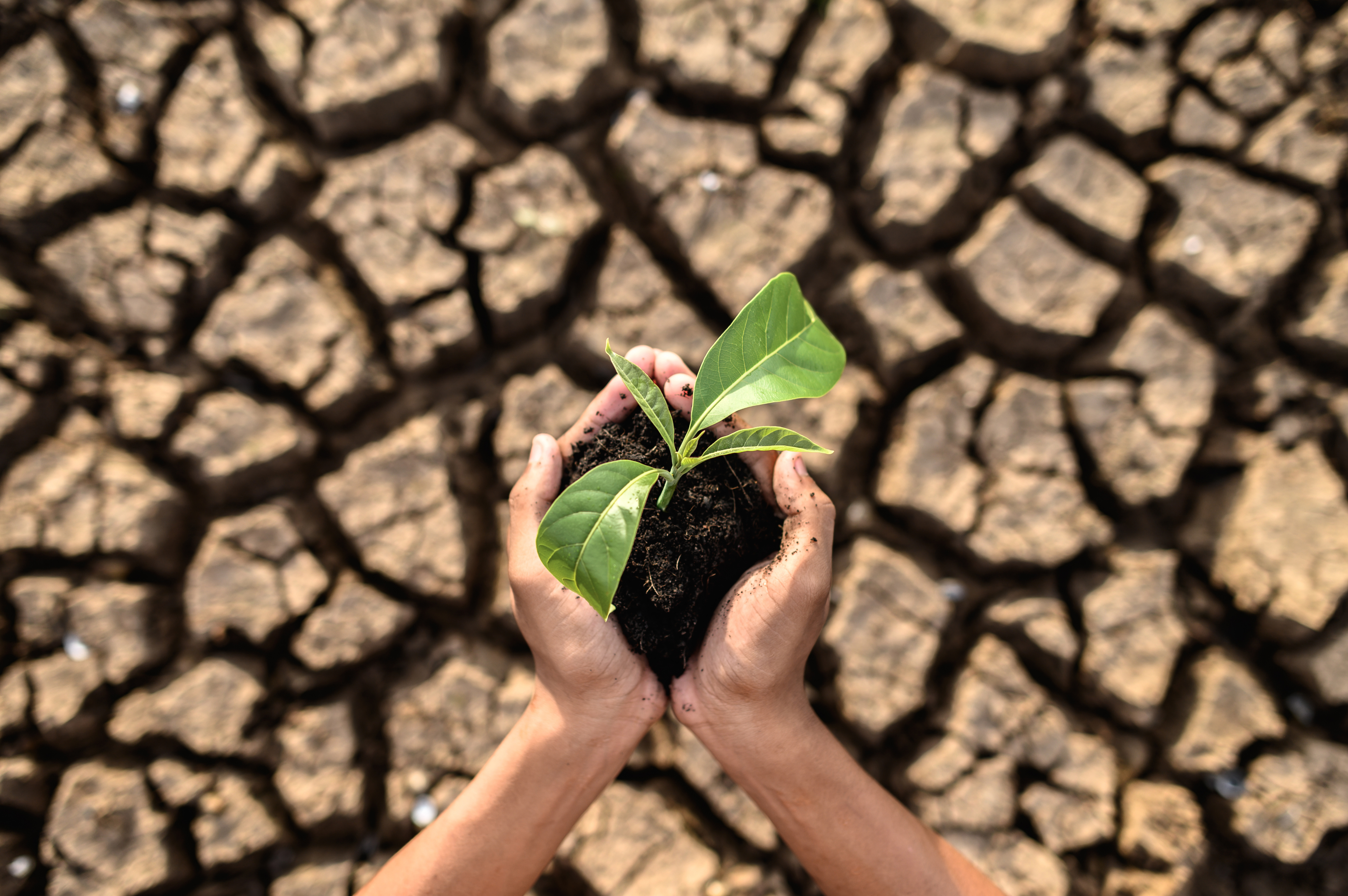 Drought Image